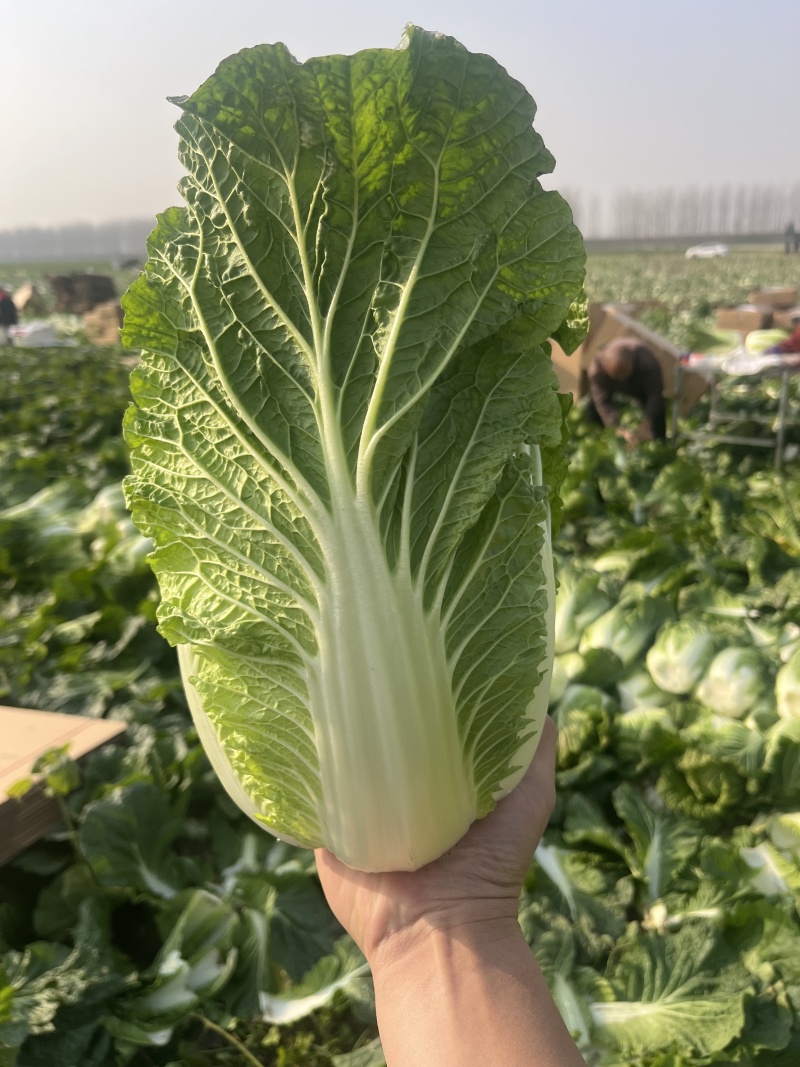 湖北黄心大白菜大量供应价格实惠质量保证全国发货