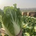 湖北黄心大白菜大量供应价格实惠质量保证全国发货
