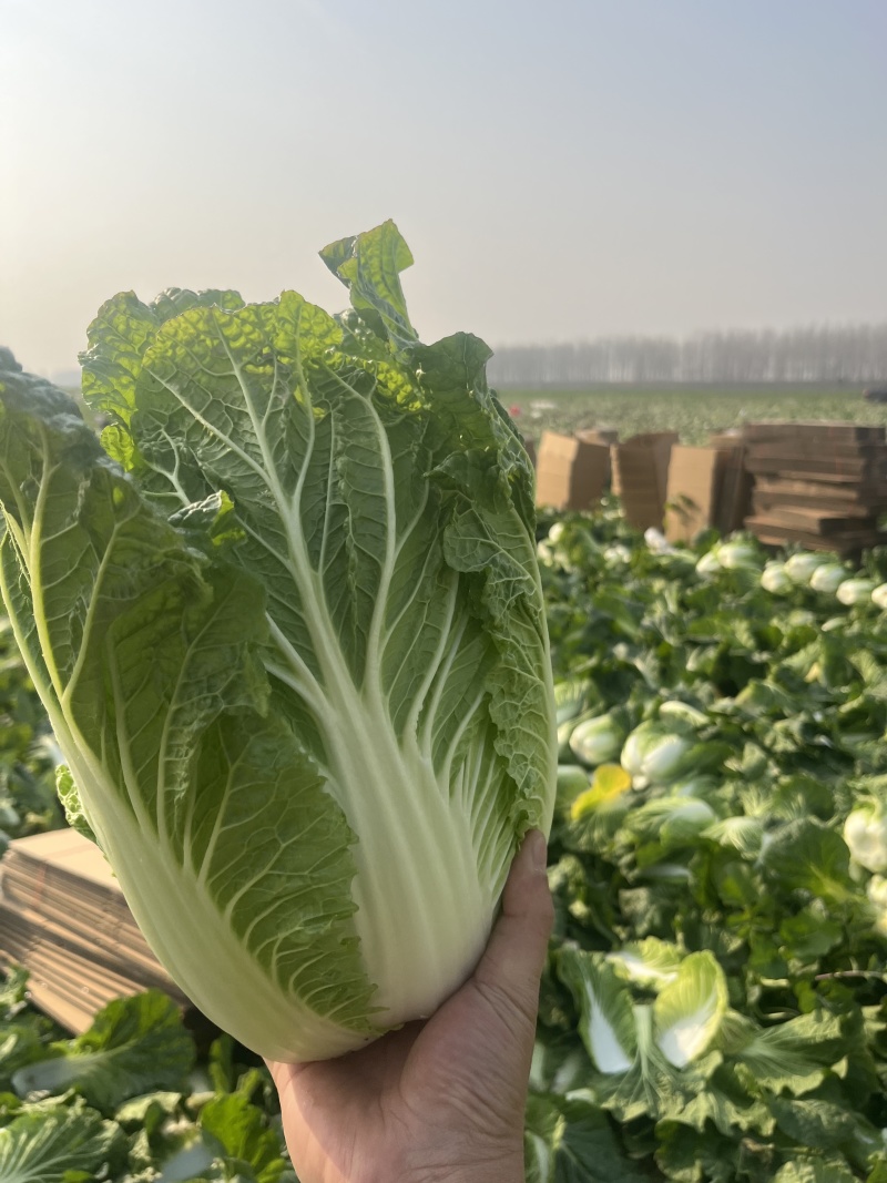 湖北黄心大白菜大量供应价格实惠质量保证全国发货