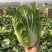 湖北黄心大白菜大量供应价格实惠质量保证全国发货