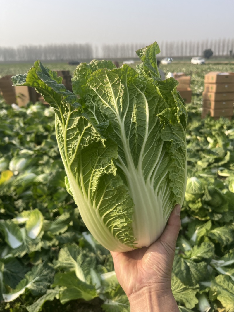 湖北黄心大白菜大量供应价格实惠质量保证全国发货