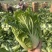 湖北黄心大白菜大量供应价格实惠质量保证全国发货