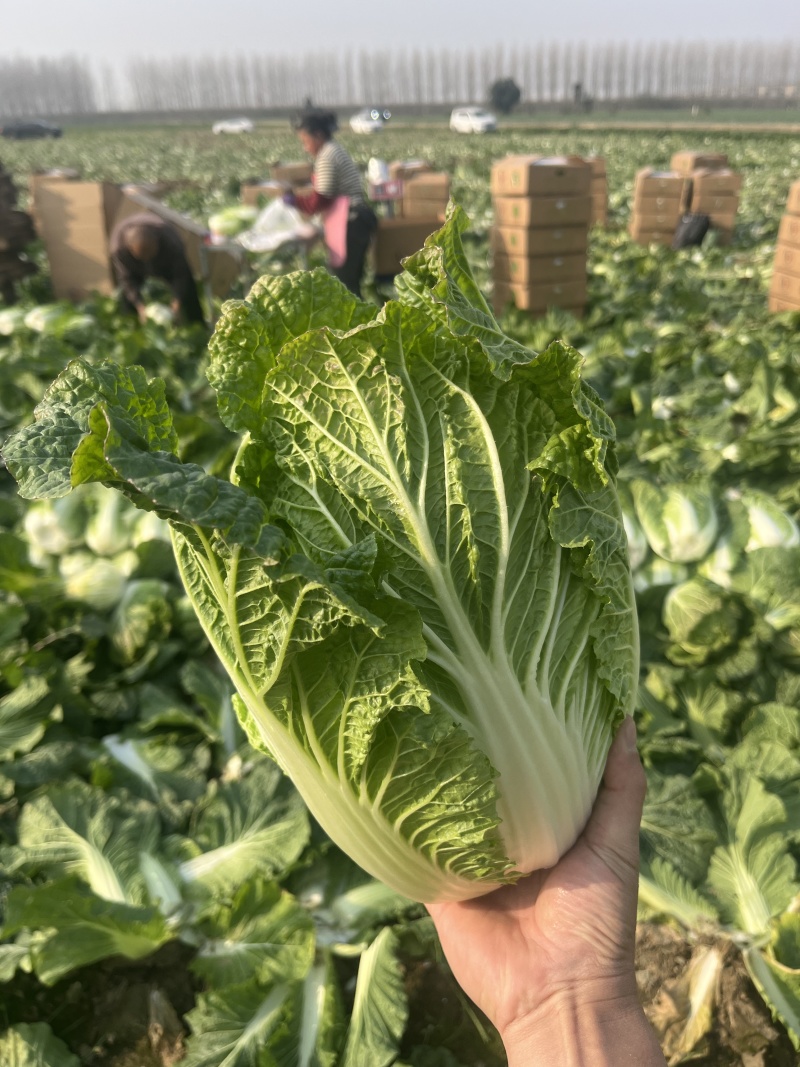 湖北黄心大白菜大量供应价格实惠质量保证全国发货
