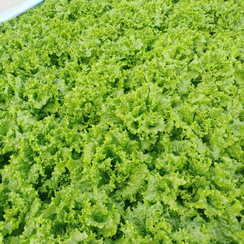 精品散叶生菜
