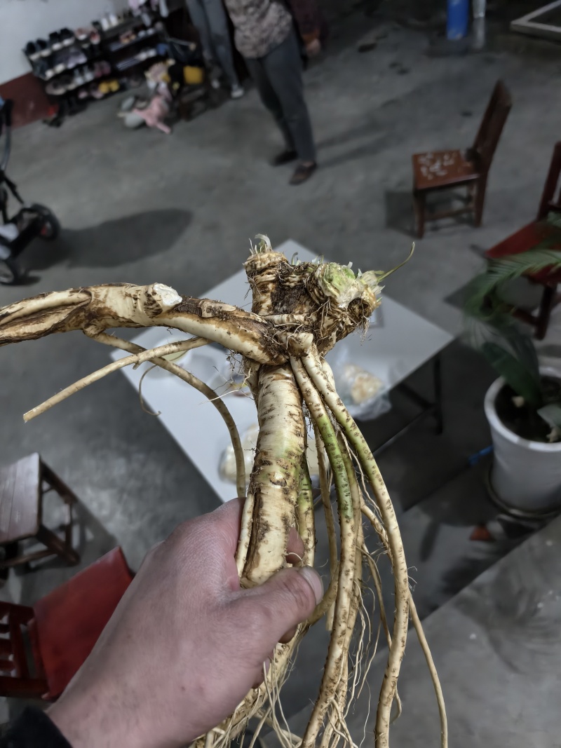 辣根