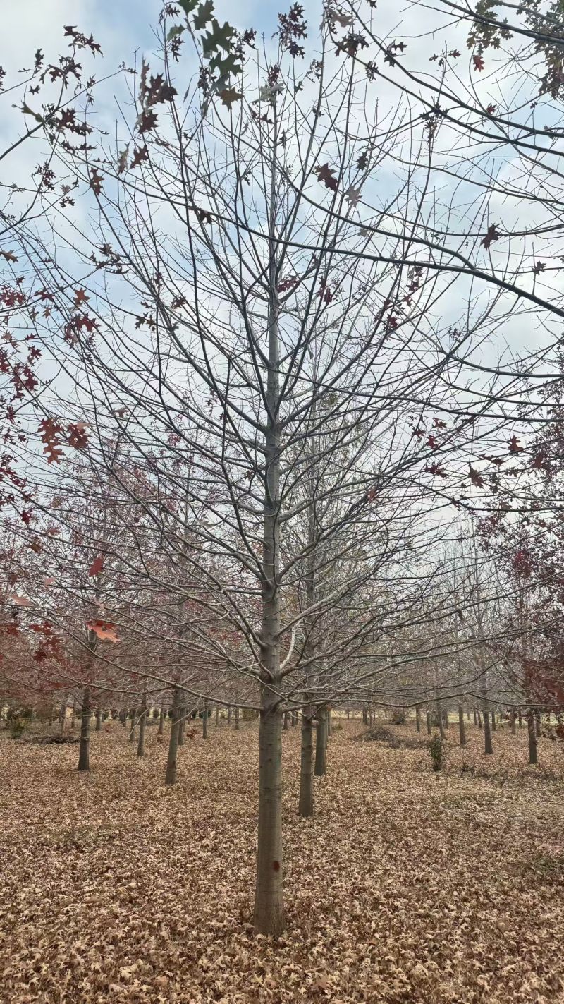 基地大量出售15公分娜塔栎红枫