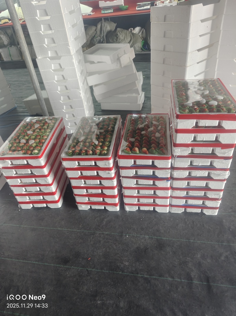 阜阳闻集天仙醉草莓产地直发，按需包装，欢迎各位老板合作