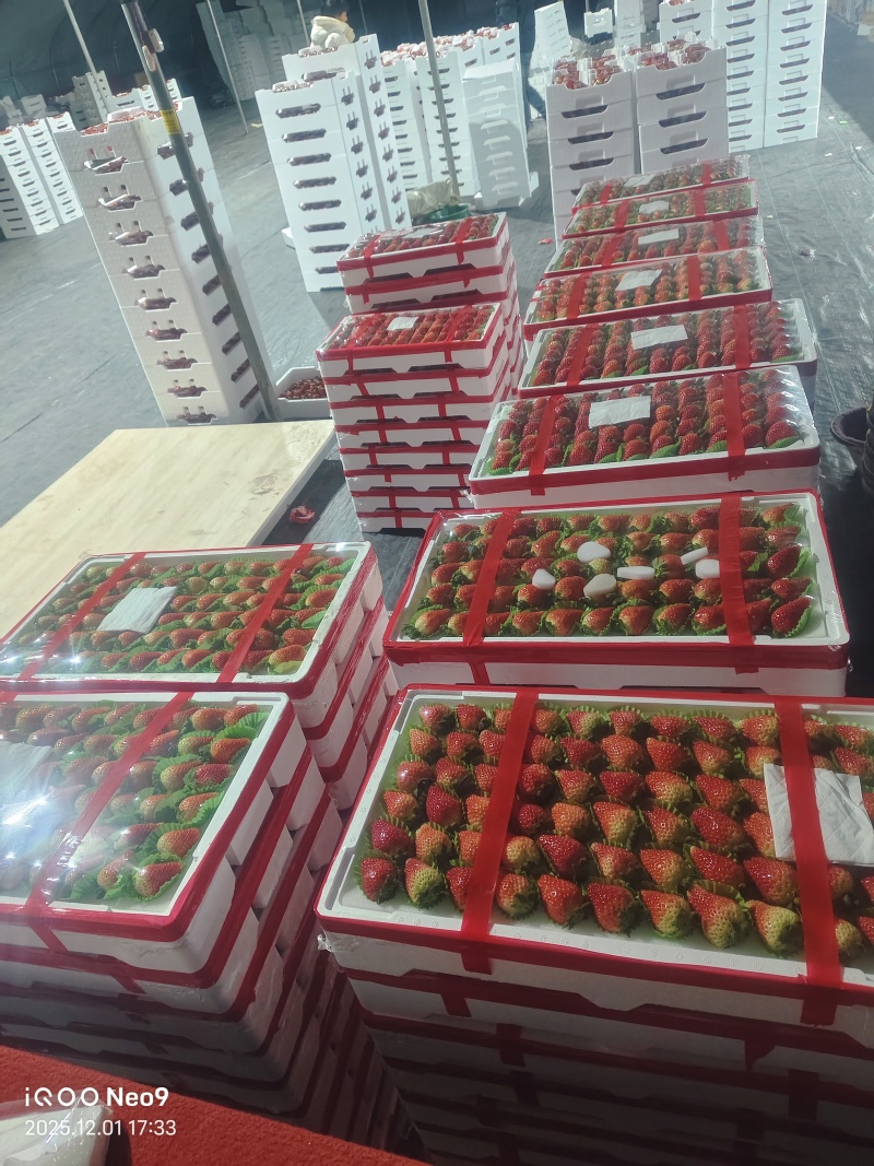 阜阳闻集天仙醉草莓产地直发，按需包装，欢迎各位老板合作