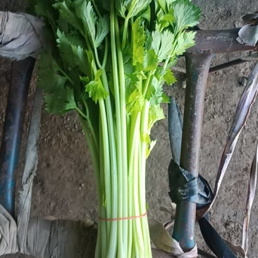 上海奉贤区海湾镇星火农场小香芹。