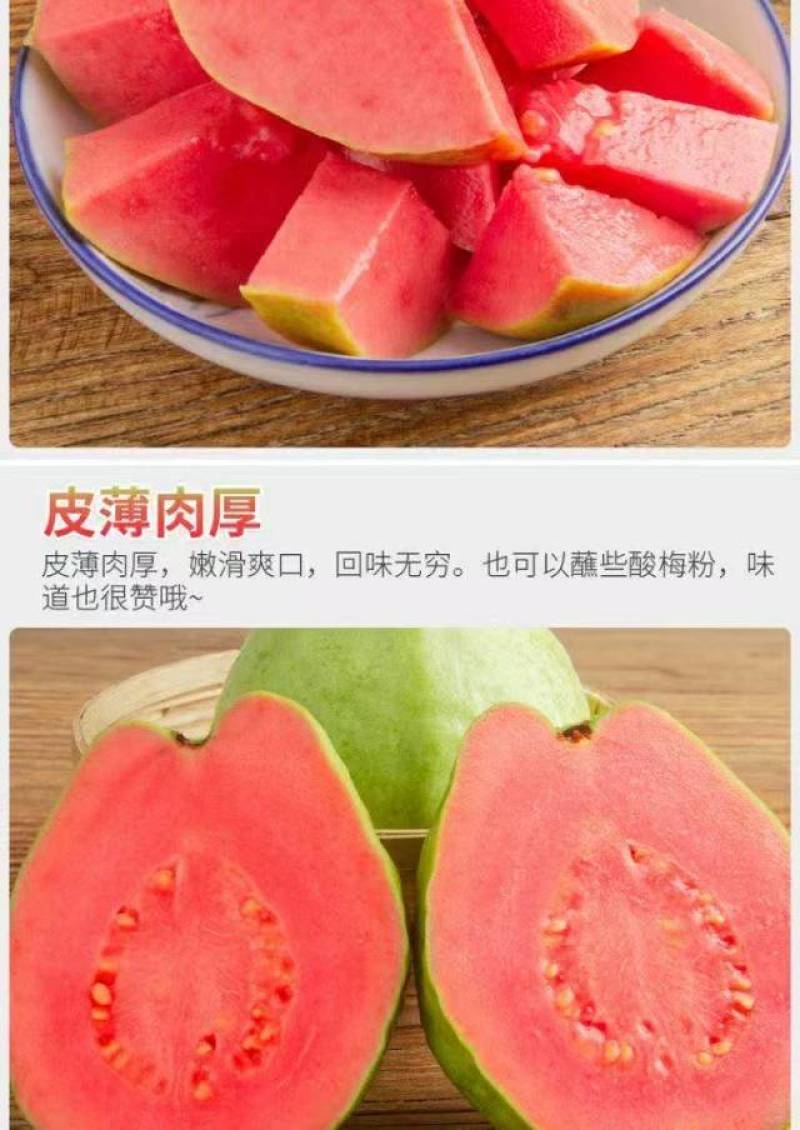 精品红心软芭乐
