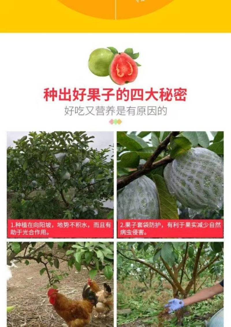 精品红心软芭乐