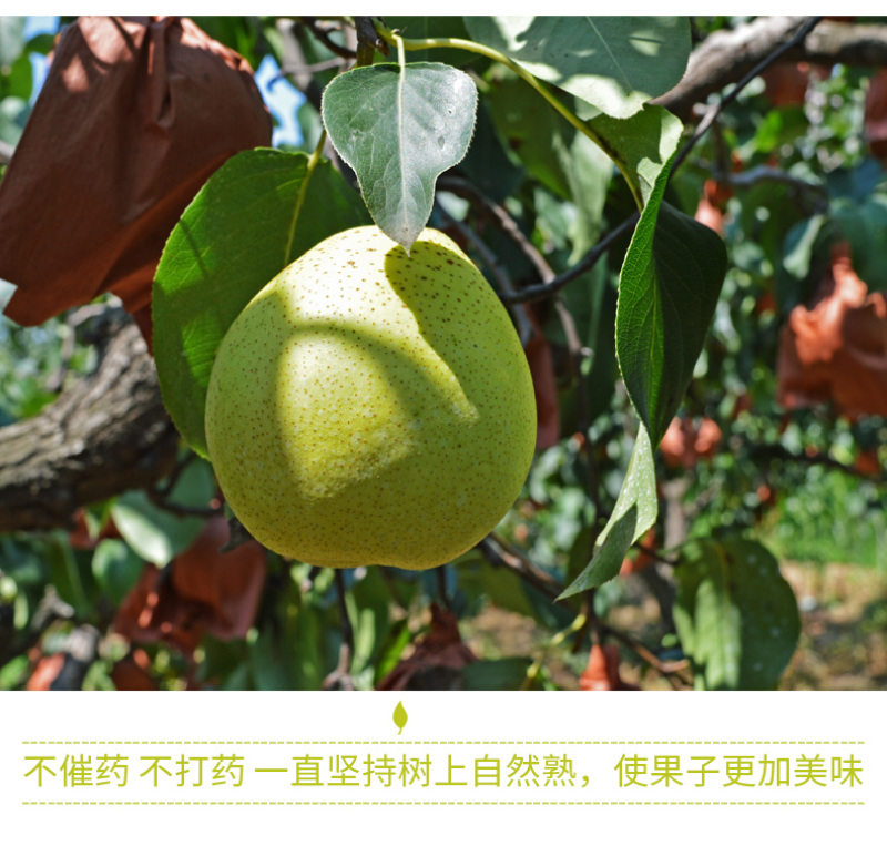 赵县特产雪花梨，皮薄肉细，清甜多汁。产地现摘现发新鲜直达