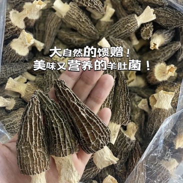 野生羊肚菌大山自然生长基地直供可视频看货欢迎咨询来电