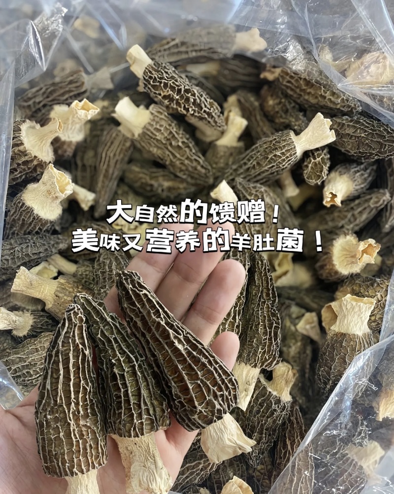 野生羊肚菌大山自然生长基地直供可视频看货欢迎咨询来电