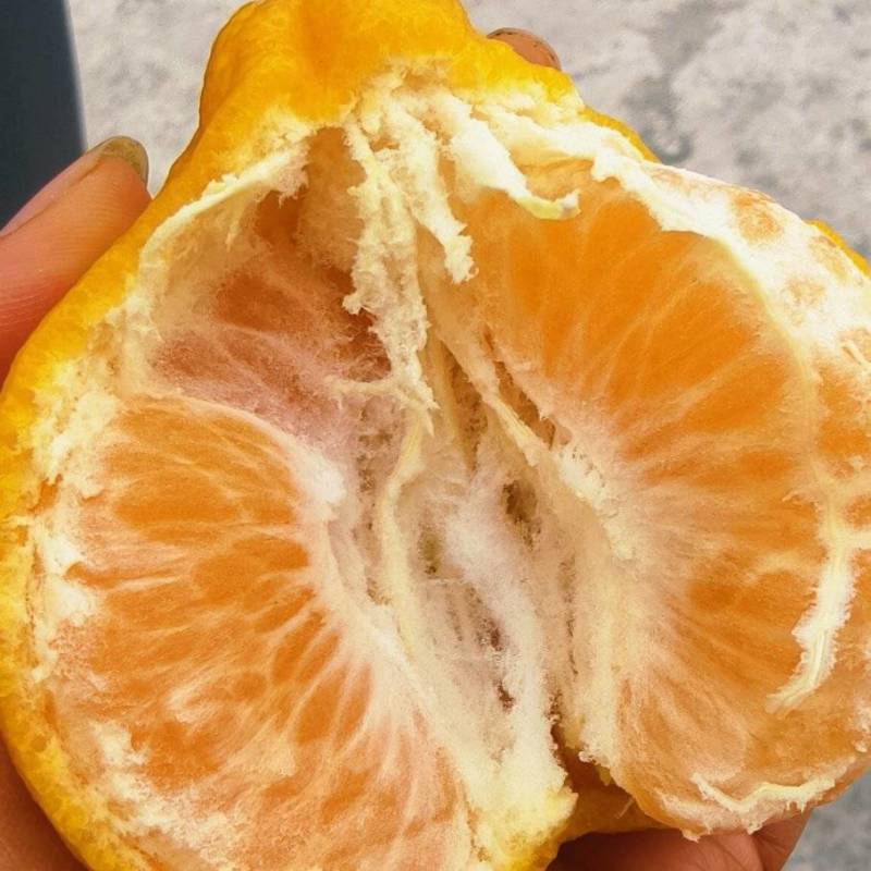 芦柑大量有货一手货源充足量大从优价格，价格便宜的很