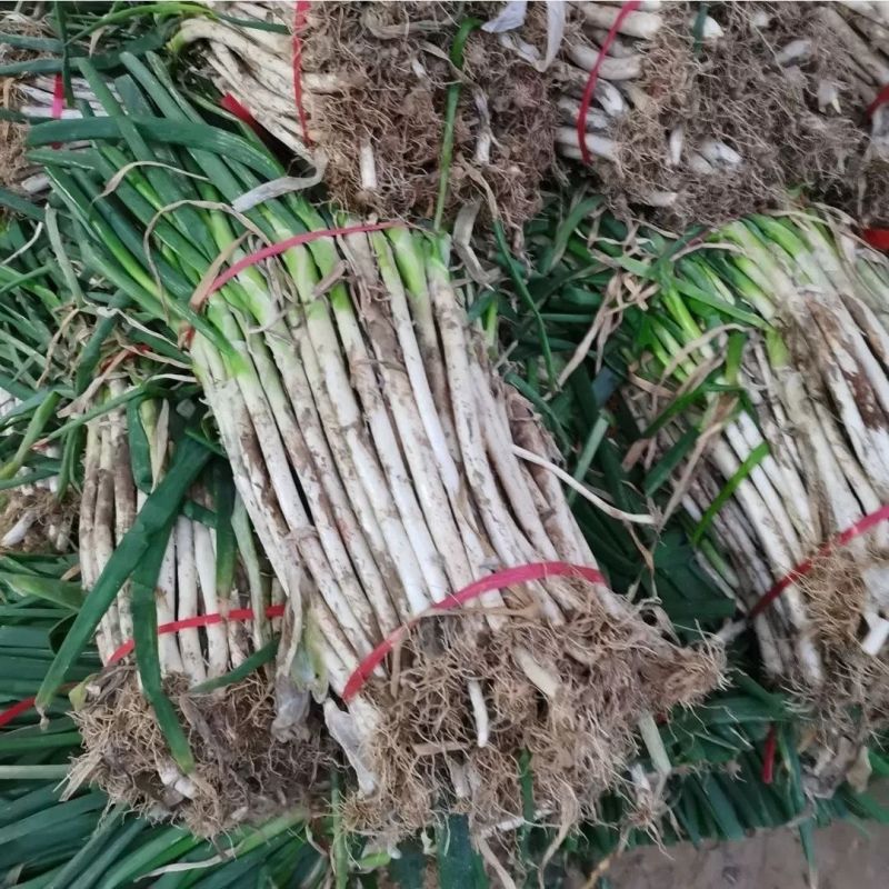 山东大葱产地一手货源，量大优惠，欢迎新老客户前来合作