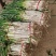 山东大葱产地一手货源，量大优惠，欢迎新老客户前来合作