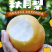 【细腻无渣】秋月梨现摘现发清甜爆汁核小肉厚量大价优