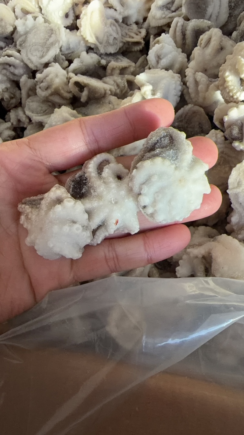 蚝蛋烧三去翻花八爪鱼小章鱼章鱼去内脏八爪鱼