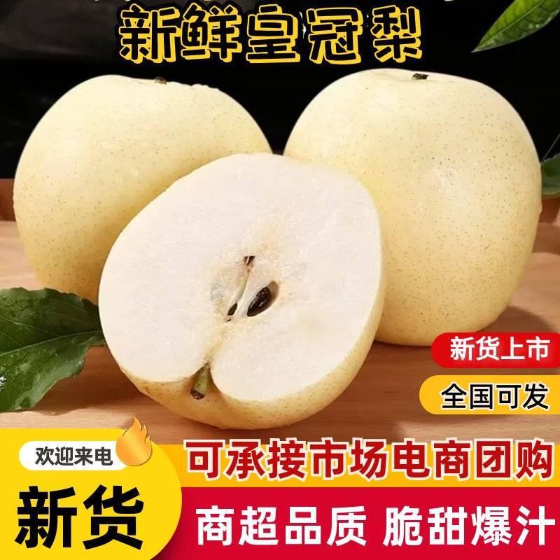【脆甜爆汁】河北石家皇冠梨现摘现发果大核小润肺产地直供