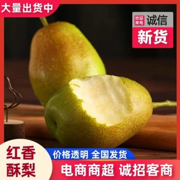 【红皮酥脆】红香酥梨现摘批发果肉细腻耐储运产地直发