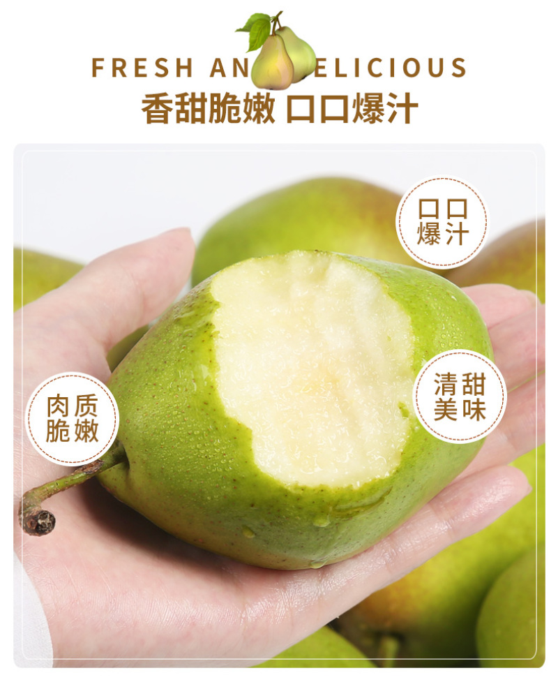 【红皮酥脆】红香酥梨现摘批发果肉细腻耐储运产地直发