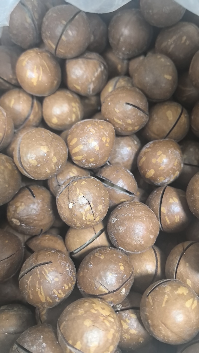 夏威夷果坚果，澳洲坚果。