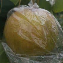 玉露香梨