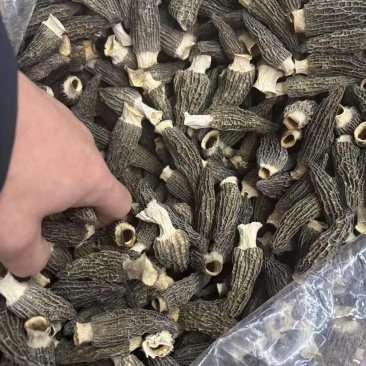 羊肚菌大量有货品质优可对接市场商超可视频看货热卖中