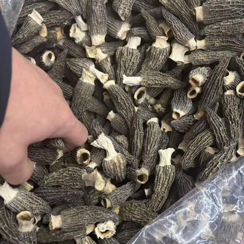 羊肚菌大量有货品质优可对接市场商超可视频看货热卖中
