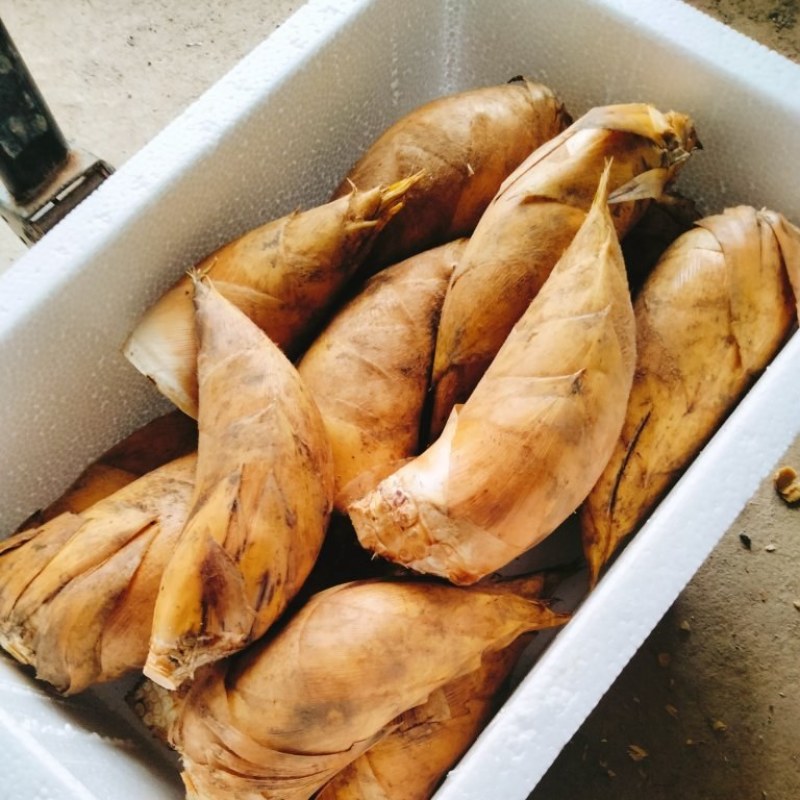 黄泥深山野生冬笋量大从优，各种包装都有，欢迎各位老板采购