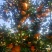 麻阳冰糖橙