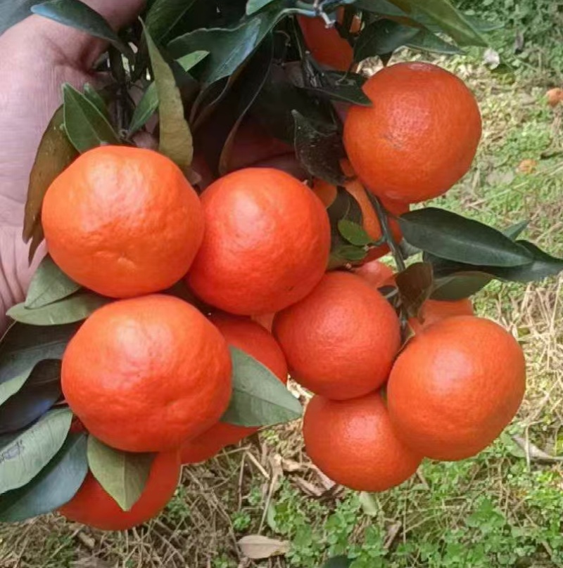 东方红蜜桔——色泽靓丽，皮薄肉质细腻水分充足，口感超甜