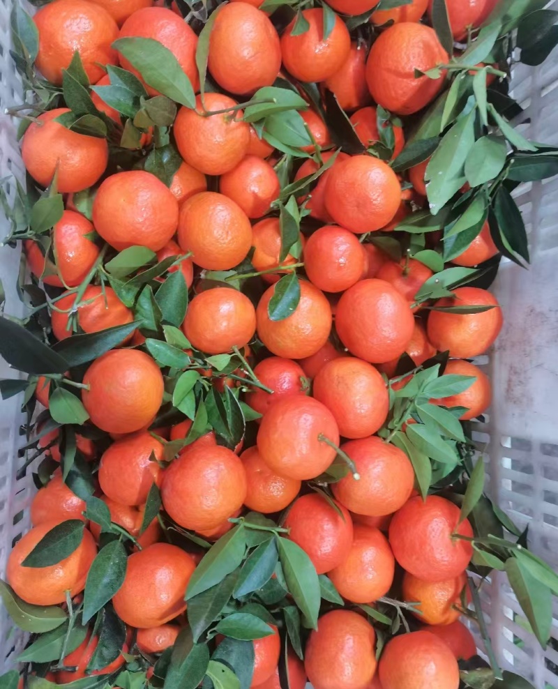 东方红蜜桔——色泽靓丽，皮薄肉质细腻水分充足，口感超甜