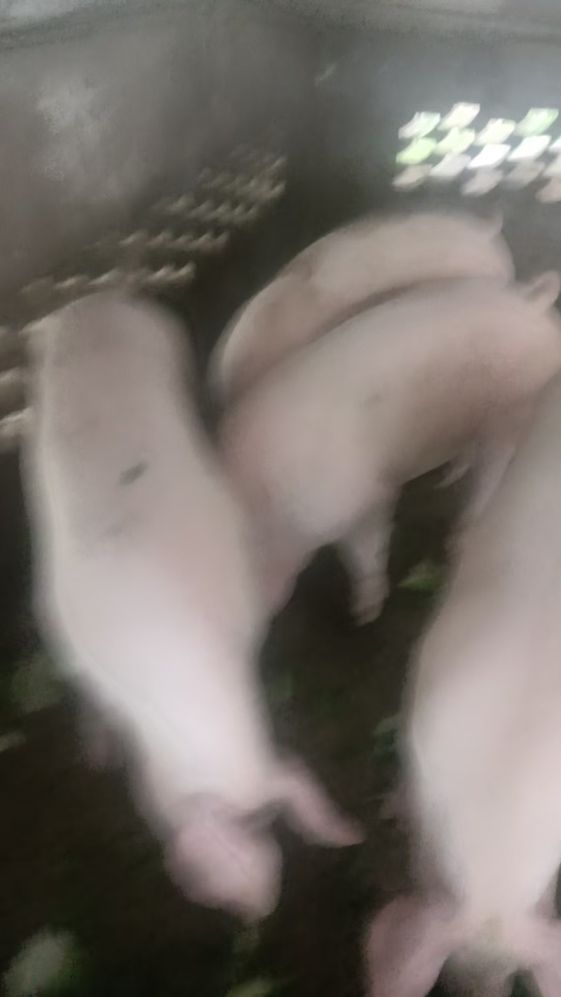 农家家养13个月的公猪活猪整头14一斤，卖肉20一斤