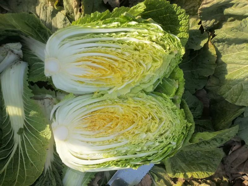 大白菜，山东大白菜，大量出售，黄心白菜3到6斤