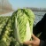 大白菜，山东大白菜，大量出售，黄心白菜3到6斤