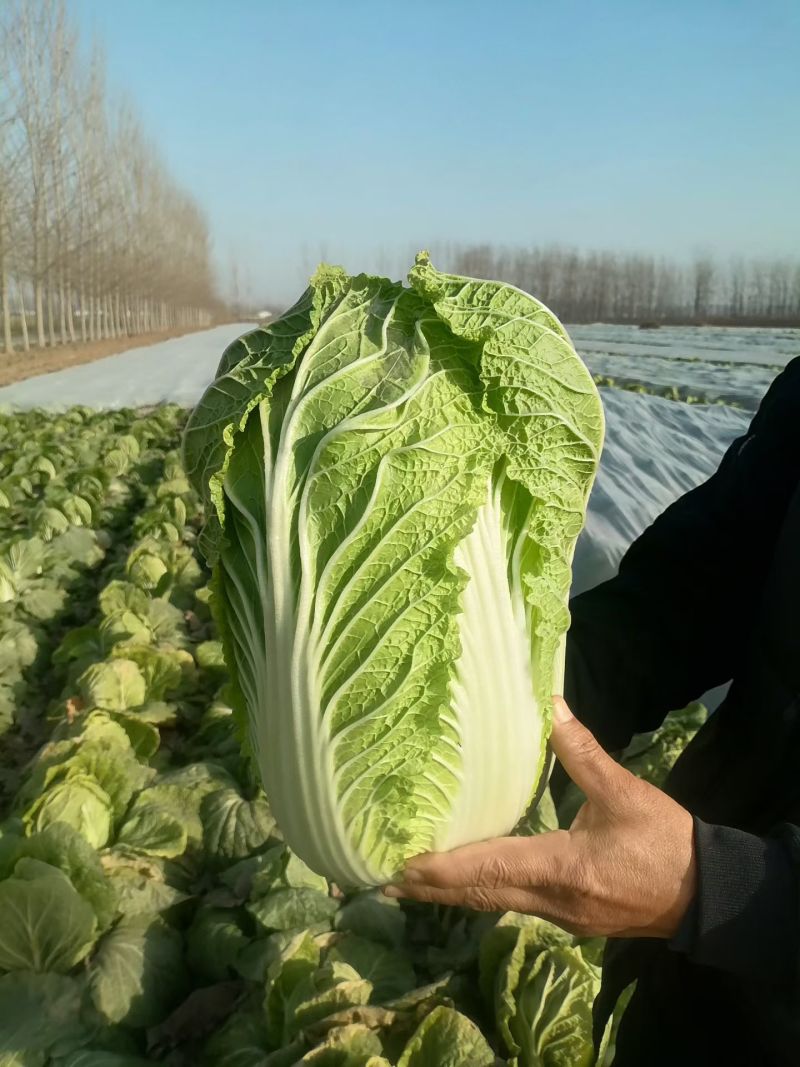 大白菜，山东大白菜，大量出售，黄心白菜3到6斤