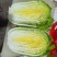 大白菜，山东大白菜，大量出售，黄心白菜3到6斤