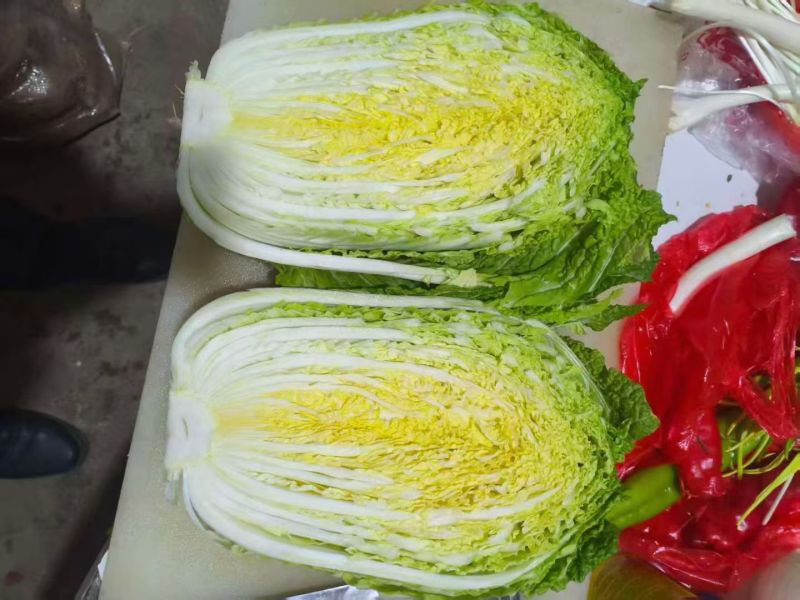 大白菜，山东大白菜，大量出售，黄心白菜3到6斤
