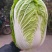 大白菜，山东大白菜，大量出售，黄心白菜3到6斤