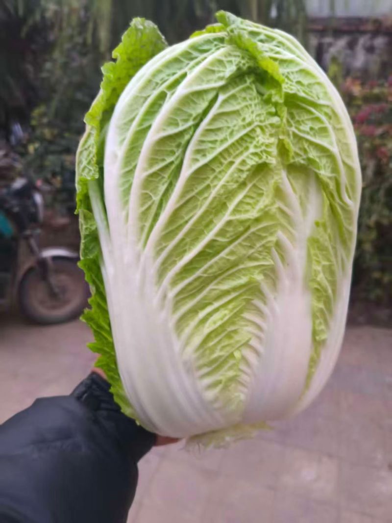 大白菜，山东大白菜，大量出售，黄心白菜3到6斤
