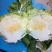 大白菜，山东大白菜，大量出售，黄心白菜3到6斤