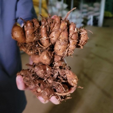 海南沙姜，嫩沙姜，今年**批次挖，华南沙姜鸡用沙姜