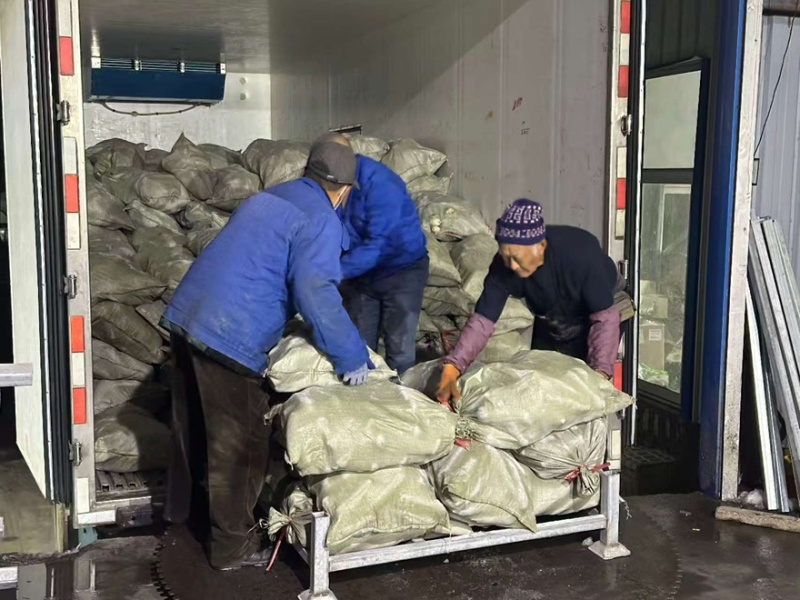 五彩糯玉米玉米品质好价格优诚信经营欢迎来电洽谈