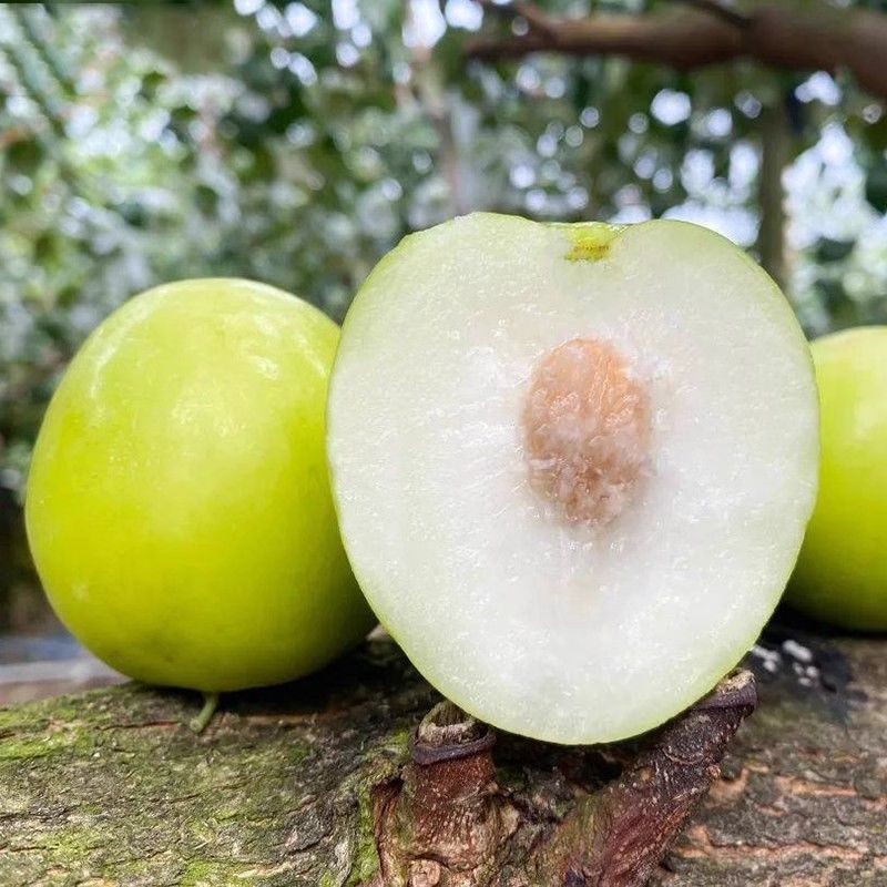 云南优质苹果枣牛奶枣鲜甜多汁千亩种植基地直发