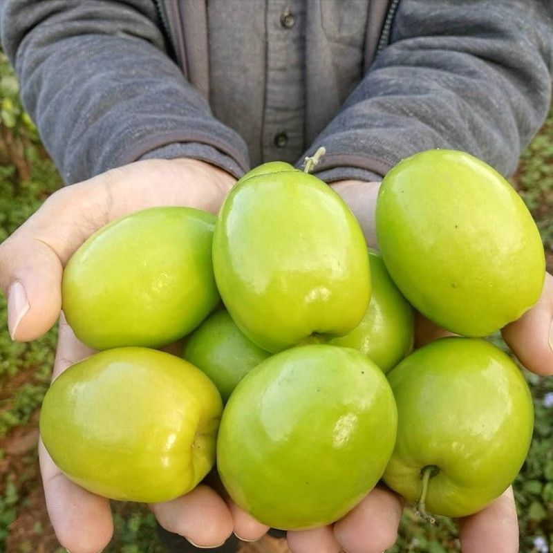 云南优质苹果枣牛奶枣鲜甜多汁千亩种植基地直发