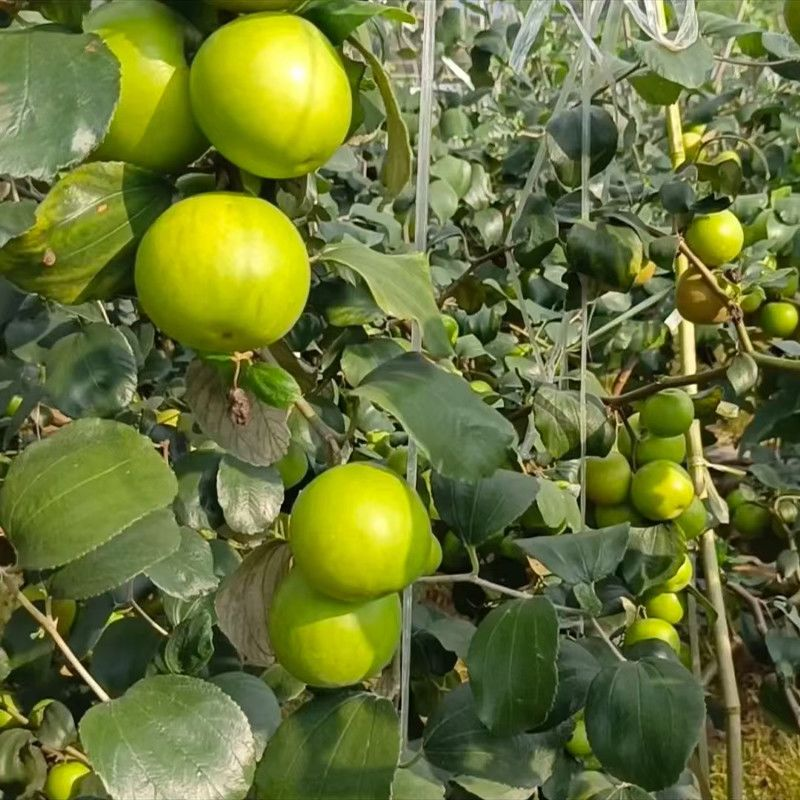 云南优质苹果枣牛奶枣鲜甜多汁千亩种植基地直发