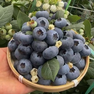 云南花香蓝莓L25基地直供蓝莓一件代发