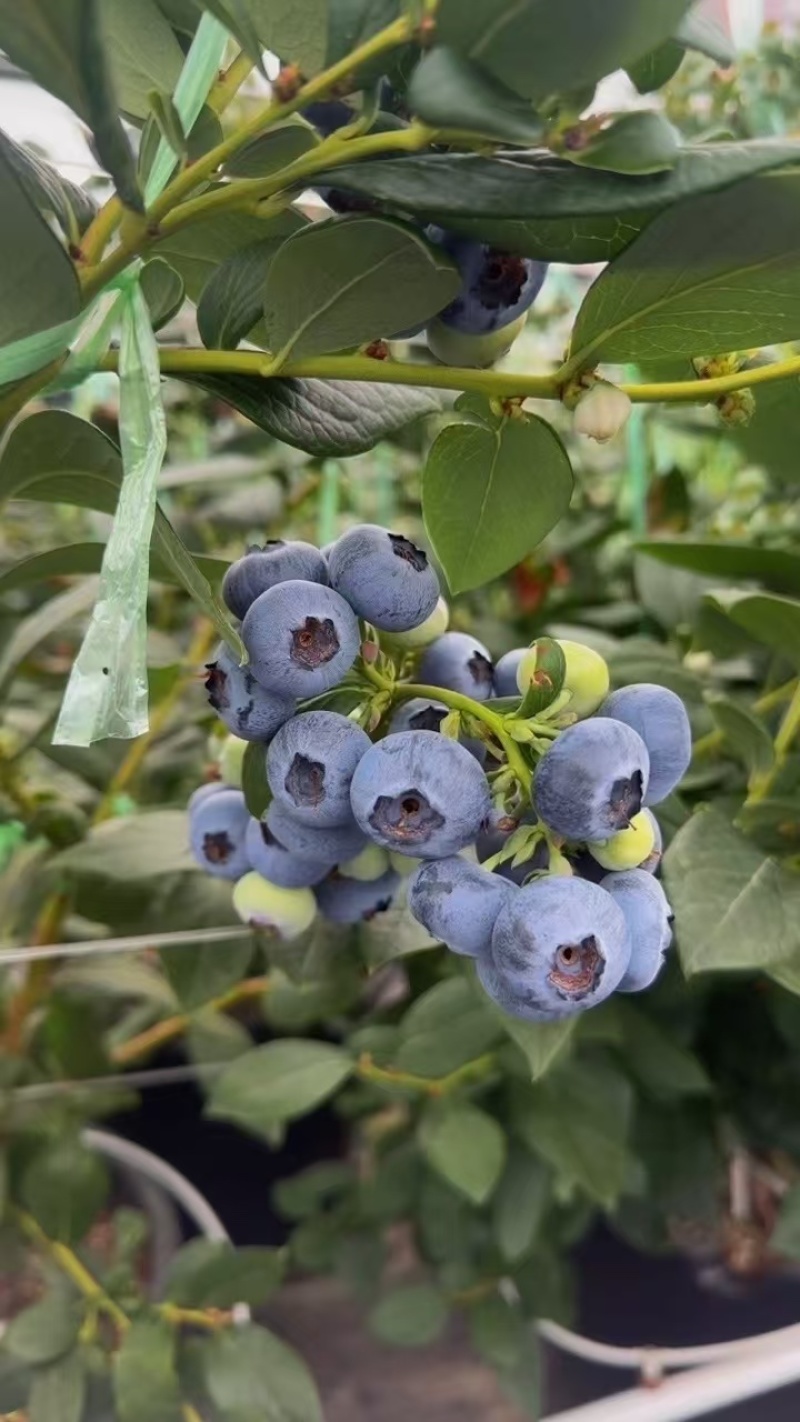 云南花香蓝莓L25基地直供蓝莓一件代发